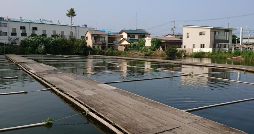 茨木新池 ヘラブナ釣りを楽しもう 大阪 釣り野郎 茨木新池 ヘラブナ釣りを楽しもう 大阪 釣り野郎