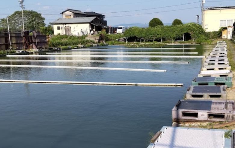 プラザ池 ヘラブナ釣り専門の釣り掘り 愛知県 釣り野郎