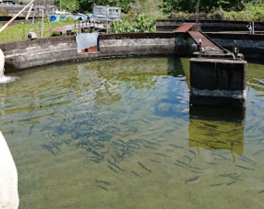 つりの駅 安倍藁科漁業組合 静岡マス釣場 アユやマス釣りを楽しむ 静岡県 釣り野郎